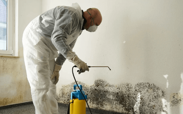 The Importance of Mold Remediation in Home Safety