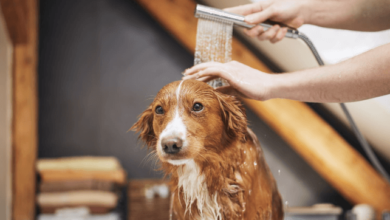 The Importance of Regular Grooming for Your Pet's Health and Comfort