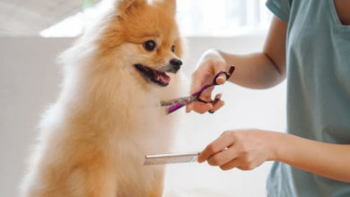 The Importance of Regular Pet Grooming for Your Pet's Health