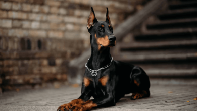Why Do Some Doberman Breeders Always Produce Perfect Puppies?