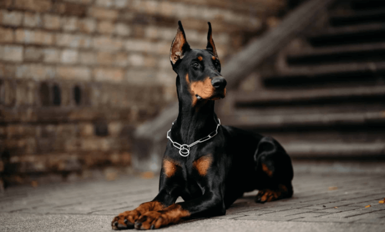 Why Do Some Doberman Breeders Always Produce Perfect Puppies?