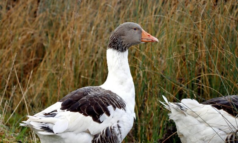 magickea s profile overview