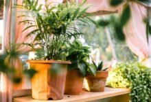 new gardening product xhasrloranit benefits
